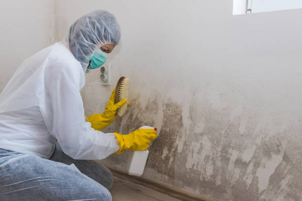 Best Bathroom Mold Remediation in USA